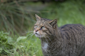 Scottish wildcat