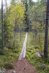 Walk in the forest. Autumn day. Wooden duckboards going over the swamp