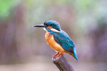 Common kingfisher