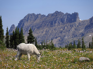 Focus Stacked Image of a Mountain Goat Glacier National Park