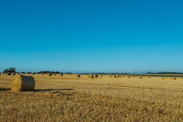 Fototapeta premium Yellow wheat field with straw bales after harvesting on a sunny day in Normandy, France. Country landscape, agricultural fields in summer. Environment friendly farming, industrial agriculture concept