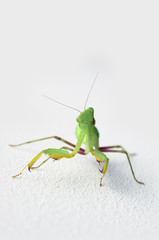 Grüne Gottesanbeterin