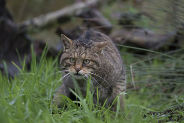 Scottish wildcat