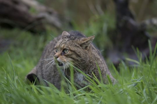 Scottish Wildcat