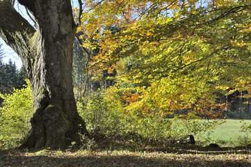 Herbstliches Laub im Gegenlicht
