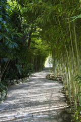 chemin dans une bambouseraie au domaine Rothschild