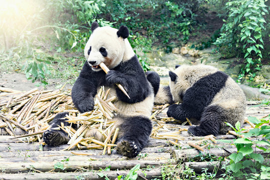 Fototapeta Giant Panda eats bamboo branches in the park