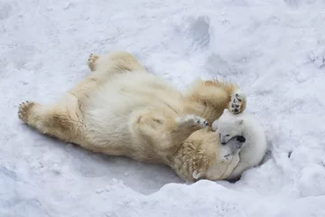 Cercles muraux Ours polaire Ours polaire avec petit