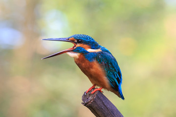 Common kingfisher bird