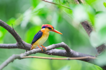 The Oriental Dwarf Kingfisher also known as the Black-backed Kingfisher or Three-toed Kingfisher (Ceyx erithaca) is a species of bird in the Alcedinidae family. it is found in Thailand