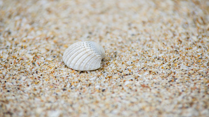 Shell on the beach