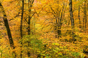 Scenic landscape of forest in fall