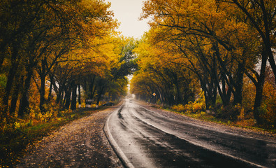 Autumn landscape with road and beautiful colored trees.