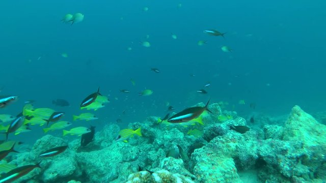 school of Dark Banded Fusilier - Pterocaesio tile and Bluestripe Snapper - Lutjanus kasmira swims in blue water over coral reef, Indian Ocean, Maldives
