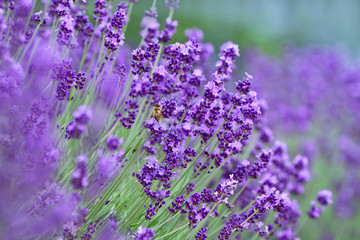 Obraz premium Lavender field.