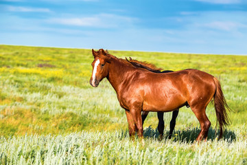 Pair of wild horses grazing on summer meadow