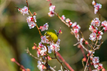 The Japanese White-eye and white plum blossoms. Located in Tokyo Prefecture Japan.