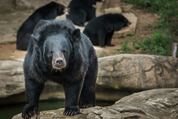 Asian black bears standing on the rock