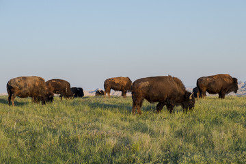 Fototapeta na wymiar Bison in the Badlands