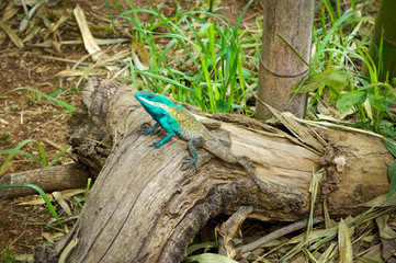 chameleon  near Inle Lake Myanmbar Burma Nyaung Shwe