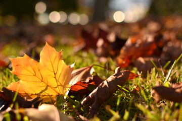 紅葉したカエデの落ち葉