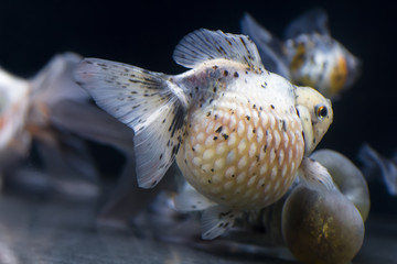 Chinese fish in aquarium