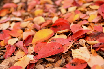 紅葉した桜の落葉