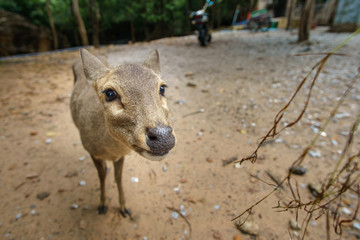 Close up baby deer face