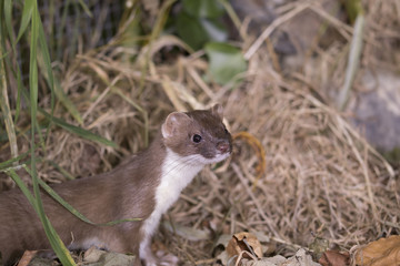 stoat portrait