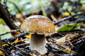 белый гриб, лес, осень