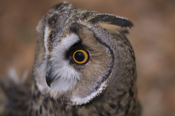 long eared owl close up portrait