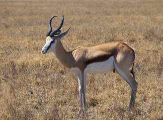 Naklejka na ściany i meble Springbok in the Central Kalahari Game Reserve, Botswana