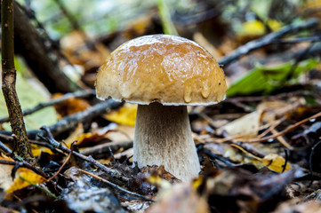 белый гриб, лес, осень