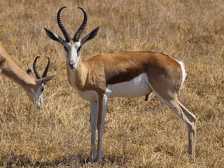 Springbok in the Central Kalahari Game Reserve, Botswana