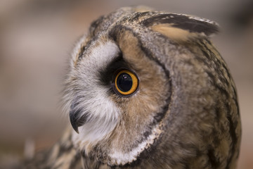 Obraz premium long eared owl close up portrait