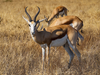 Springbok in the Central Kalahari Game Reserve, Botswana