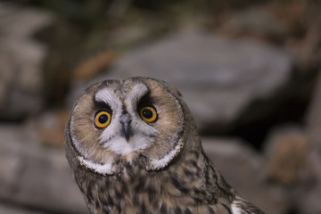 long eared owl close up portrait