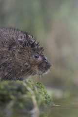 water vole mammal portrait by water