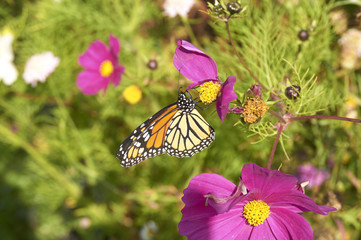  Monarch Butterfly pollinates a purple flower
