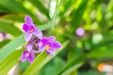 blur of purple orchid flower, star flower