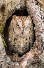 little owl - with a critical kind of view
