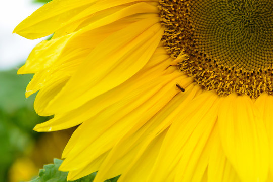 Sunflower flower in garden. Lovely big Sunny flowers close. Young sunflowers seeds.