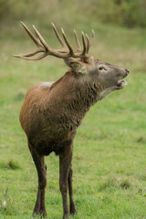 Beautiful stag with great antlers on green meadow