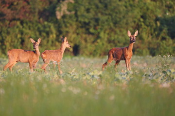 Capreolus capreolus,  Roe Deers walking on the agricultural field. Wildlife animals. Europe, Slovakia.