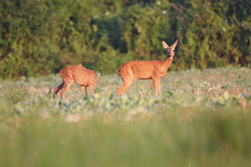 Capreolus capreolus,  Roe Deers walking on the agricultural field. Wildlife animals. Europe, Slovakia.