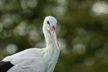 Majestic stork with soft bokeh