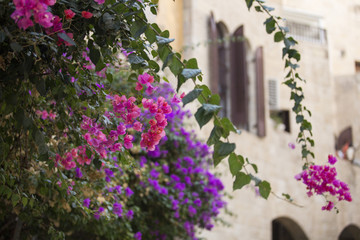 bright pink and purple flowers on a blurry background of a light brown stone wall of a house in...