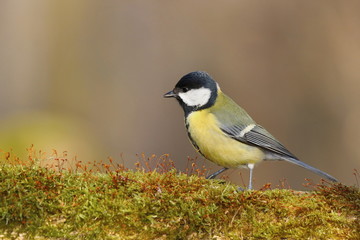 Parus major, Blue tit . Wildlife landscape, titmouse sitting on a branch moss-grown..  Europe,...