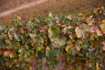 Vigne in autunno