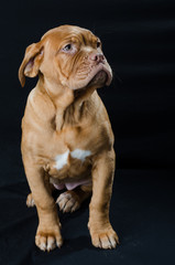 Beautiful dog 
puppy in the studio